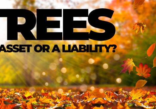 Home- Are Trees On Your Property an Asset or a Liability_
